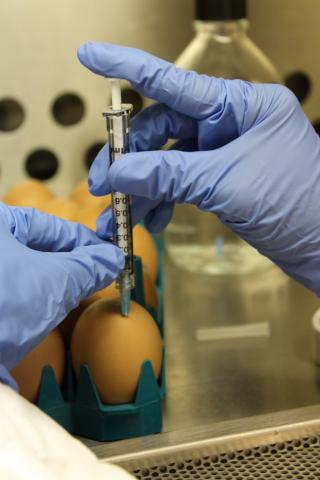 Photo of gloved hands holding a syringe that is in an egg