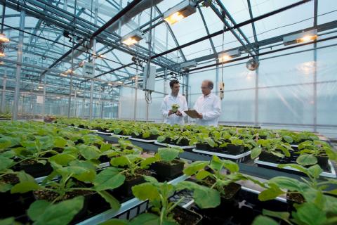 Photo of tobacco plants growing in a greenhouse, two men in lab coats in the background