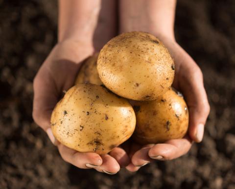 Yukon Gold potatoes