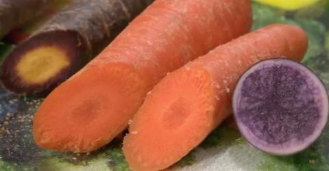 multi-coloured carrots