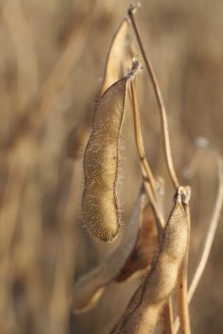Close up of a soybean plant ready for harvest