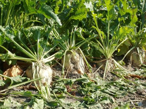 Photo of sugar beets in the ground