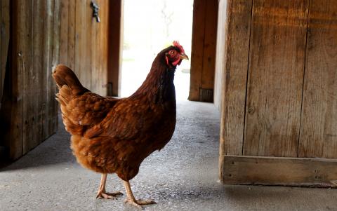 Photo of a brown chicken