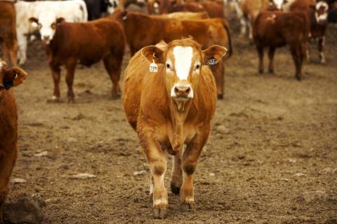 Photo of a beef cow looking at the camera, on dirt, with several cows behind it (in a feed lot)