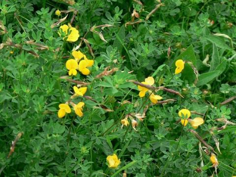 Photo of maitland trefoil