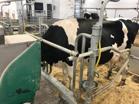 A black and white dairy cow with its head in a GreenFeed machine.