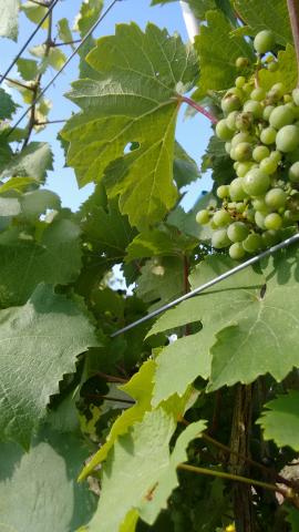 Close of up green grapes and green leaves