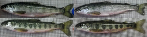 Photo of young salmon showing variation in parr marks