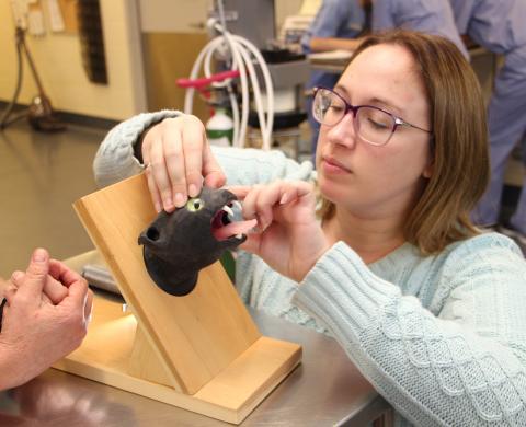 A woman has her hands on the 3-D printed cat skull which is black in colour and mounted on a wooden frame.