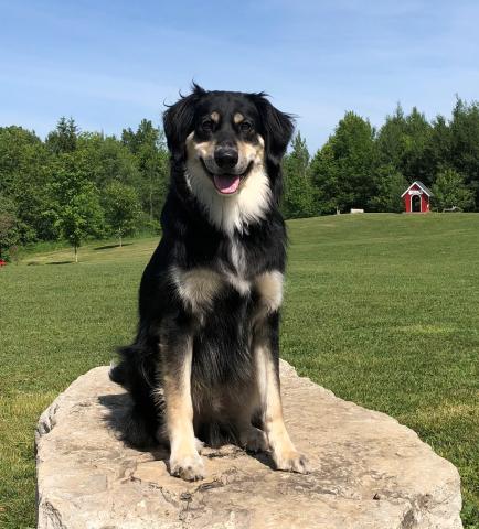Finn, a mixed breed, long haired dog, sits on a rock, panting