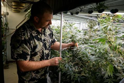 Dr. Max Jones standing next to cannabis plants.
