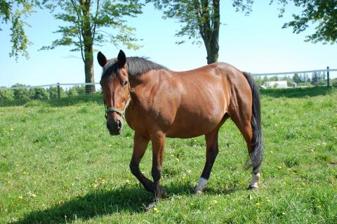 A horse standing in a field