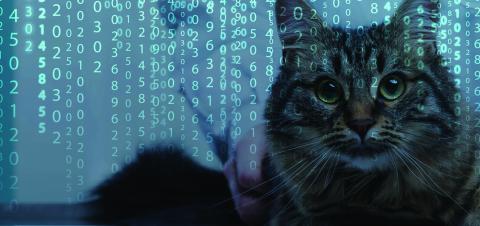 A picture of a cat with numbers in the background.