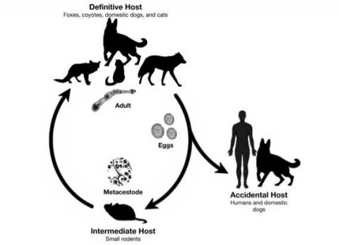 diagram of the tapeworm life cycle