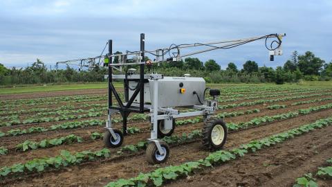 The robotic weed managing weeds in lima bean crops
