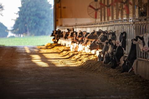 Cows in stalls beside a passageway with hay on it, leading toward an open door with grass and trees in the background