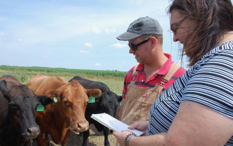 Technician Tim Caldwell and Prof. Katie Wood stand with three cattle who have green tags on their ears.  Prof. Wood is holding a notebook, which she is looking at.