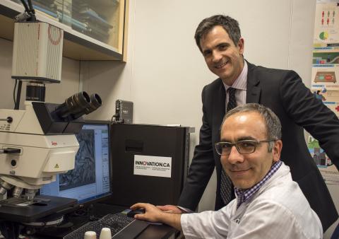 University of Guelph Prof. Alejandro Marangoni (back), is seen analyzing the micro-structure of emu oil crystals with research assistant Saeed Ghazani.