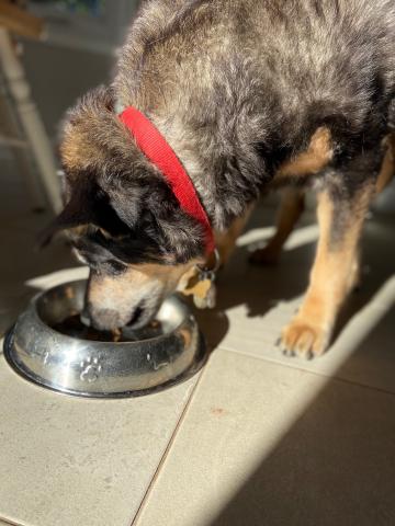 A brown dog wearing a red collar eats out of dog dish on the ground