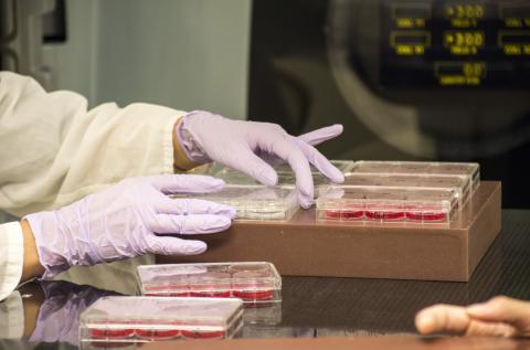 Gloved hands handle lab equipment