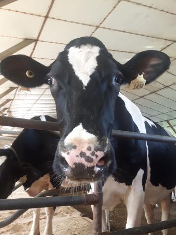 Close up of a dairy cow's face, looking directly at the camera
