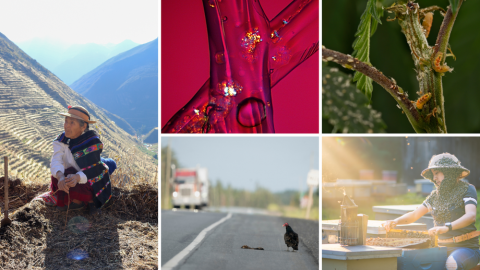 On the left: Andean woman preparing the land to plant the potatoes in Laraos, Peru. Top to bottom centre: Liquid oil and solid fat crystals in a protein scaffold compartmentalized between layers, and a black turkey vulture standing on the road beside a dead bird with a truck coming towards it on the other side. Top right to bottom right: Flower fly larvae predating cannabis aphids on a green and brown plant, and A female beekeeper sitting with a bee beard around her hat, neck, chest and shoulders.
