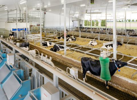 Cows in a dairy facility. Some are laying down in straw beds while another while another is getting massaged by a green mechanical brush.  