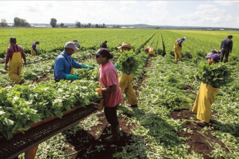 Eleven SAWP workers harvest in a field of celery.  One man in a beige ball cap, blue shirt and suspenders, wearing blue gloves, sorts celery on a conveyor belt with a woman wearing a red tshirt and black ball cap.  Two workers in yellow rain pants carry celery to the conveyor belt. The remaining workers are also in yellow rain pants harvesting celery.