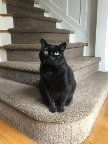 A black cat sitting on stairs.