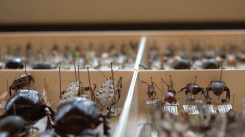 One of many specimen drawers at the CBG.