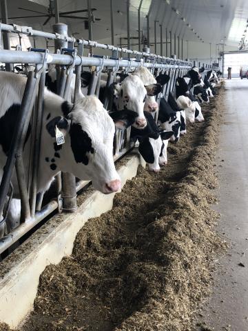 Cows standing side by side eating hay