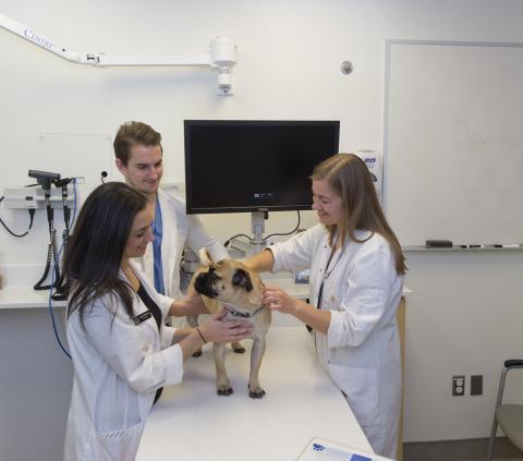Dr. Adronie Verbrugghe demonstrates how to check pet body composition score with DVM students