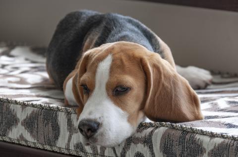 A brown and white beagle laying on a cushion 