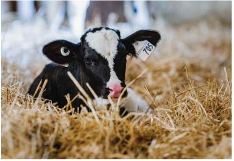 calf laying in hay