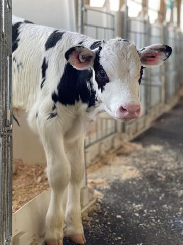 A mostly white cow with some black splotches, standing in the doorway to its cage.