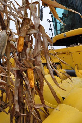 Close up of corn on the stalk next to a combine.