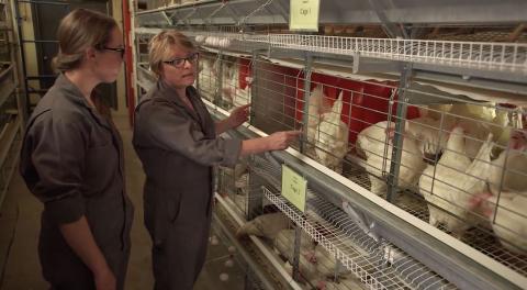 Tina Widowski discussing work process in front of chicken cages