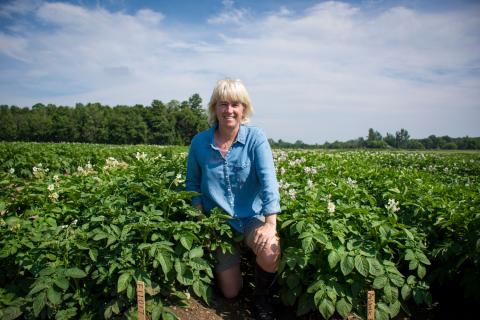 Research technician Vanessa Currie in a field of potatoes