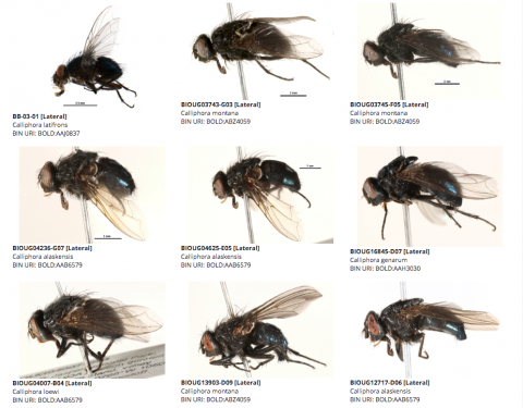Three rows of flies with explanations beneath of the type of fly.