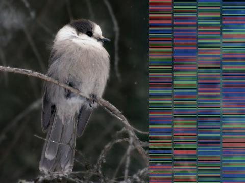 Grey Jay with translucent DNA graphic overlay