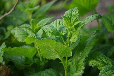 Photo of mint