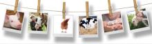 image depicting polaroid photos of animals, hanging on a line