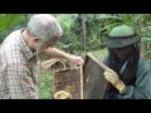 Beekeeping extension in Vietnam thumbnail