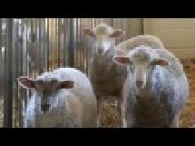 Udder health:  Quality milk guide for dairy sheep and milk producers thumbnail