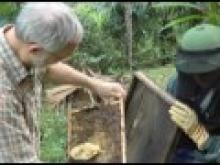 Beekeeping extension project in rural Vietnam thumbnail