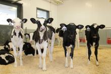 Four black and white cows standing in an enclosure with other cows in the background