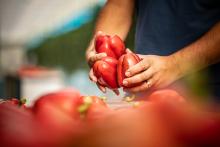 A person holding three red peppers.