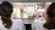 Animal Heath Lab virology technicians working on samples in a biosafety cabinet.