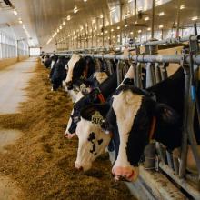 Cows in stalls with their heads poking out