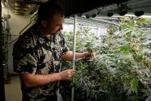 Dr. Max Jones standing next to cannabis plants.